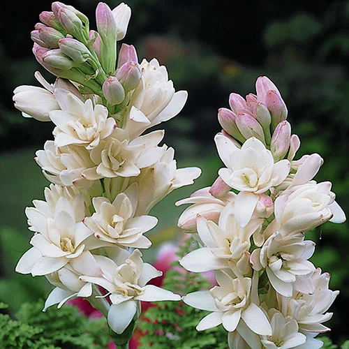 gardeningdirect2981331