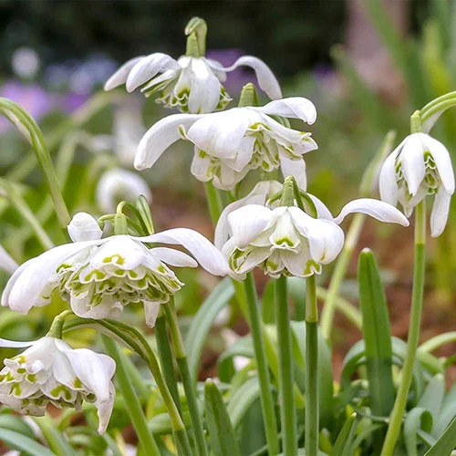 gardeningdirect2981353