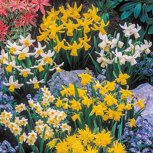 gardeningdirect2981374