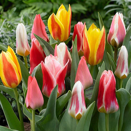 gardeningdirect2981392