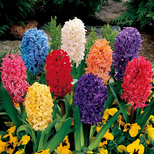 gardeningdirect2981418