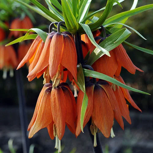 gardeningdirect2981437