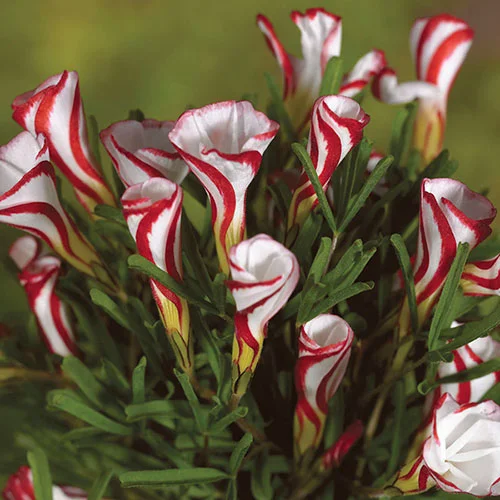 gardeningdirect2981461