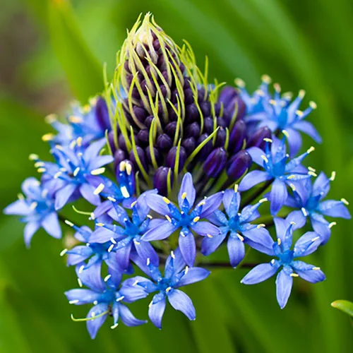 gardeningdirect2981476