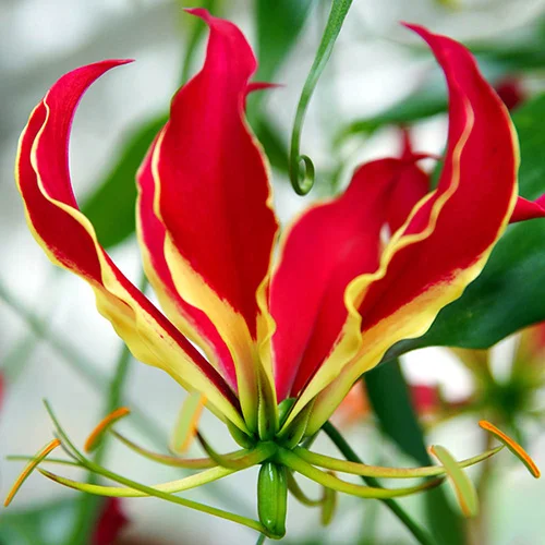 gardeningdirect2981522