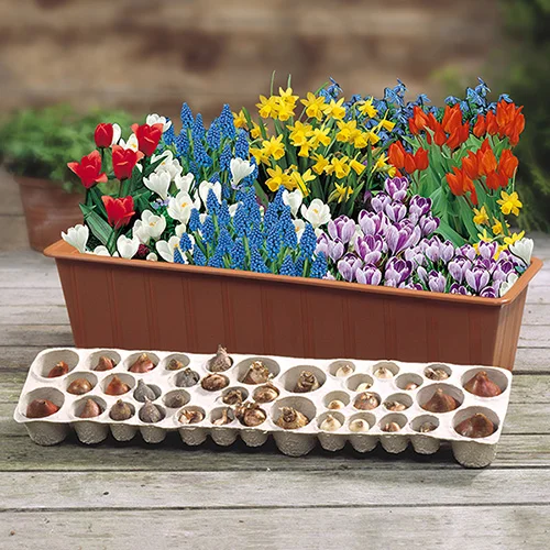 gardeningdirect2981572
