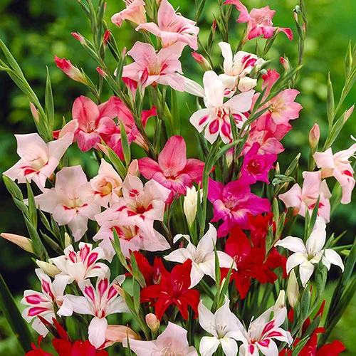 gardeningdirect2981593