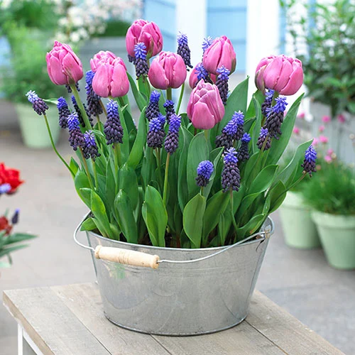 gardeningdirect2981697