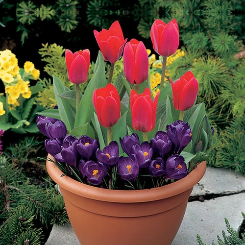 gardeningdirect2981714