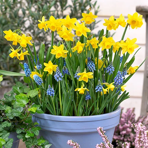 gardeningdirect2981735