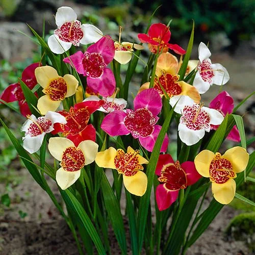 gardeningdirect2981769