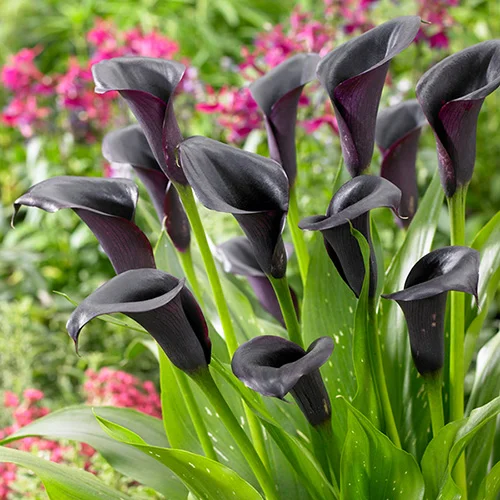 gardeningdirect2981790