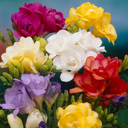 gardeningdirect2981813