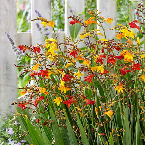 gardeningdirect2981835
