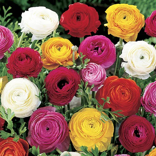 gardeningdirect2981872
