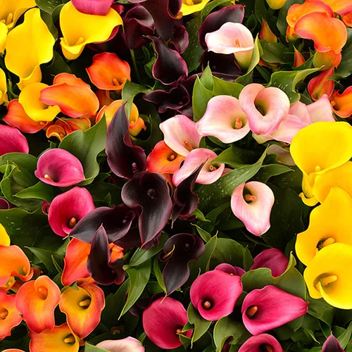 gardeningdirect2981909
