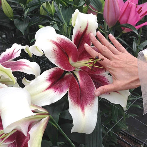 gardeningdirect2981948