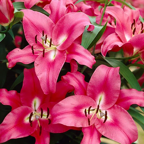 gardeningdirect2981982