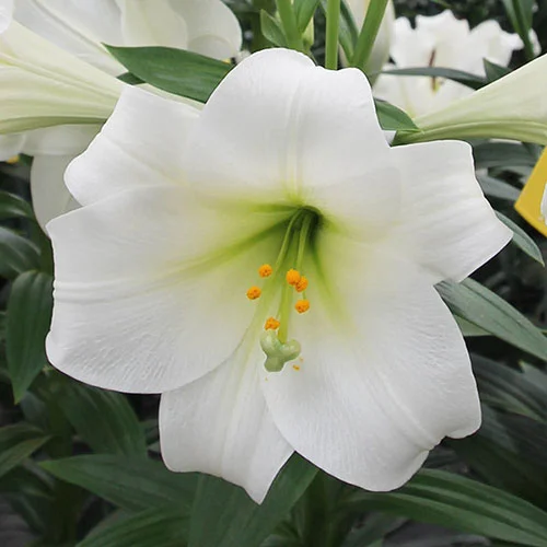 gardeningdirect2982003