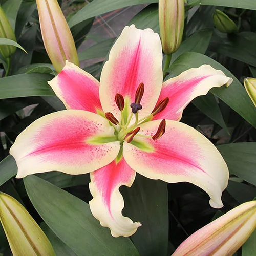 gardeningdirect2982019