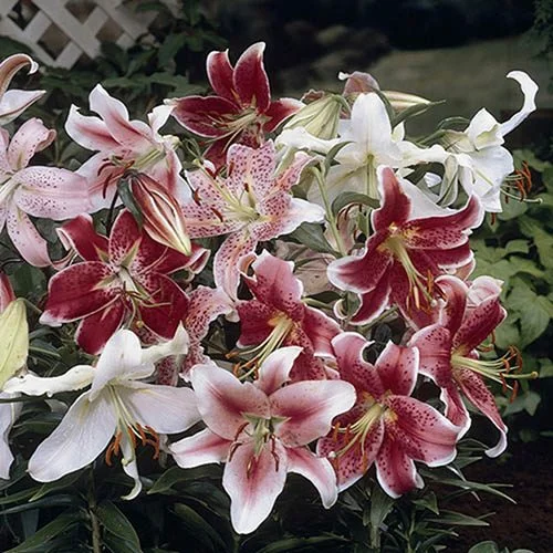 gardeningdirect2982038