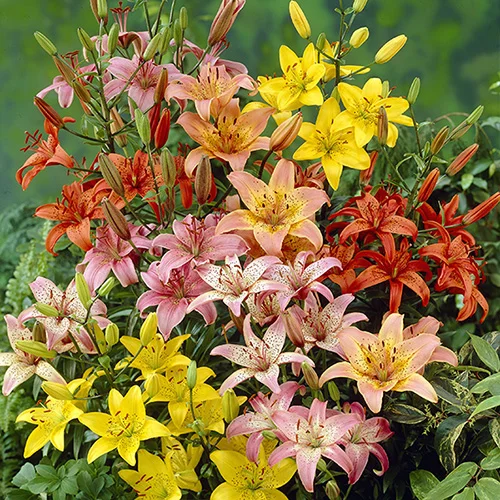 gardeningdirect2982060