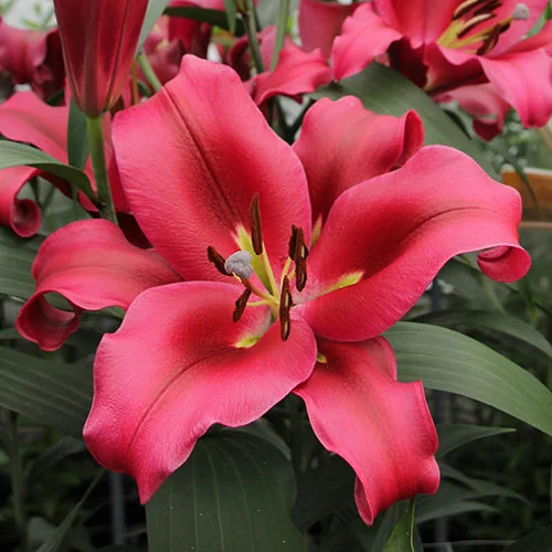 gardeningdirect2982092