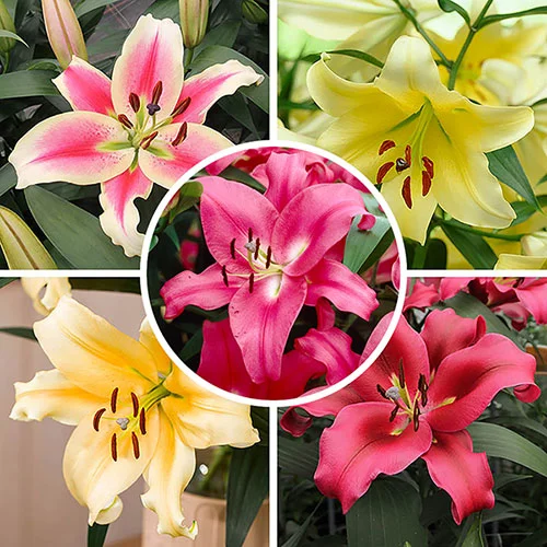 gardeningdirect2982112