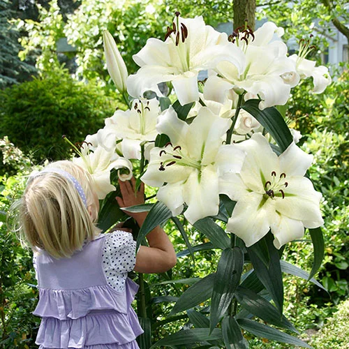 gardeningdirect2982131