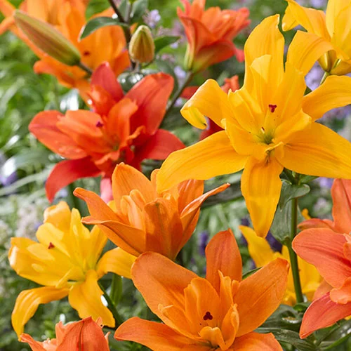 gardeningdirect2982150