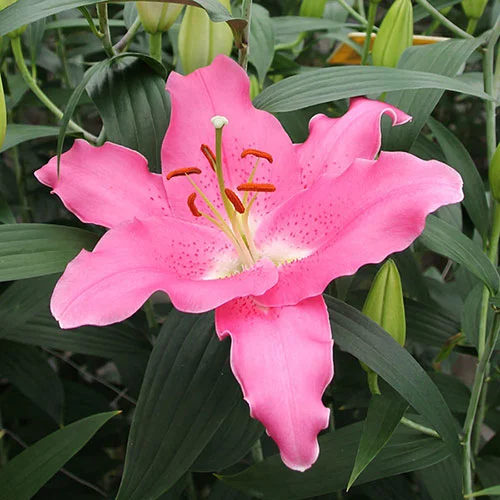 gardeningdirect2982168