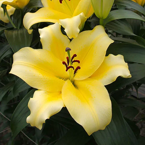 gardeningdirect2982188