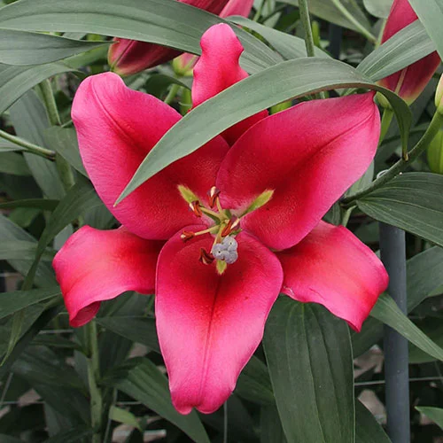 gardeningdirect2982205