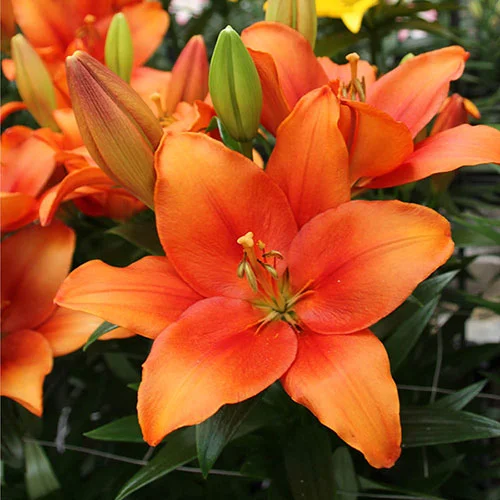 gardeningdirect2982243