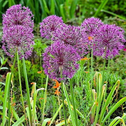 gardeningdirect2982265