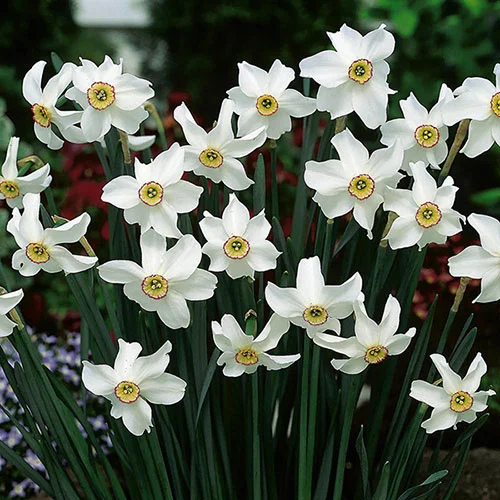 gardeningdirect2982288
