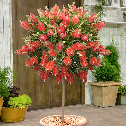 gardeningdirect2982326