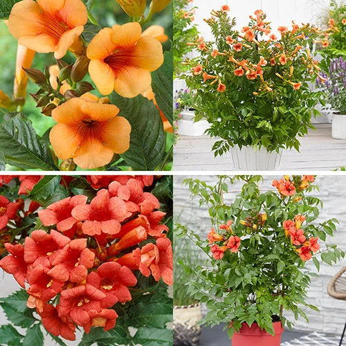 gardeningdirect2982367