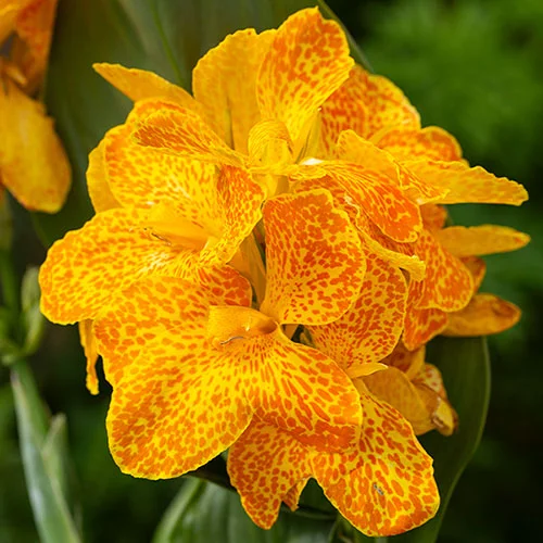 gardeningdirect2982410