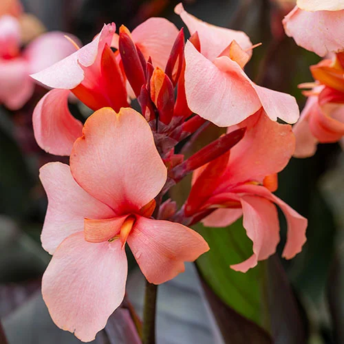 gardeningdirect2982425