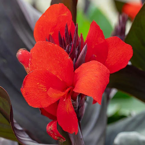 gardeningdirect2982444