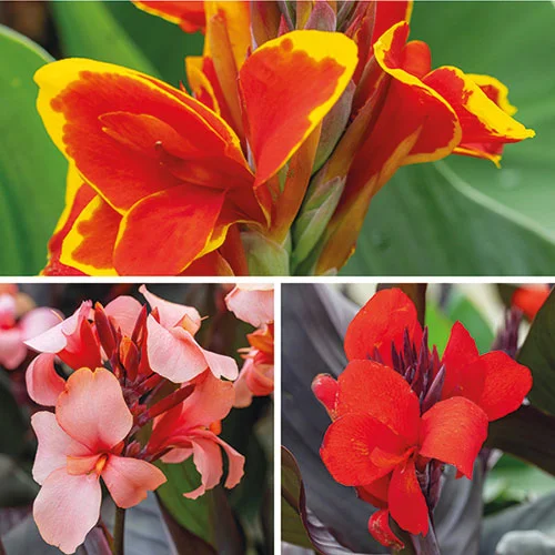 gardeningdirect2982465