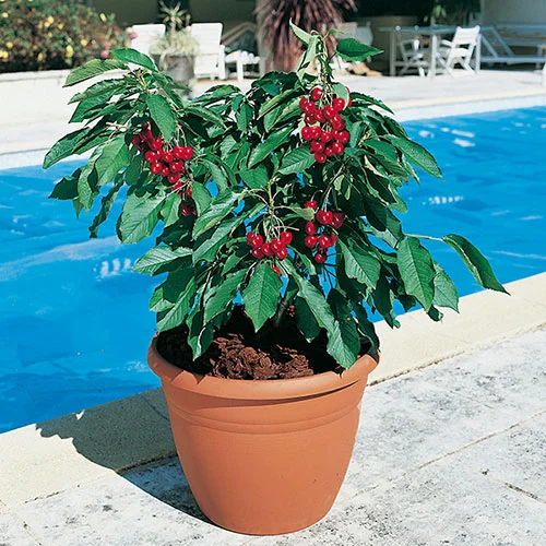 gardeningdirect2982535