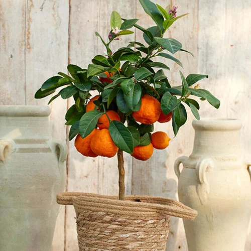 gardeningdirect2982590