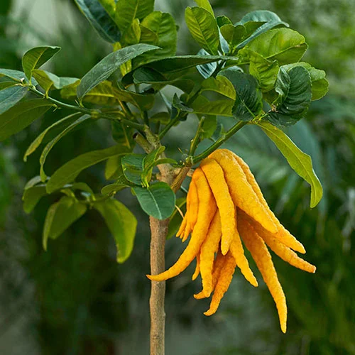 gardeningdirect2982611