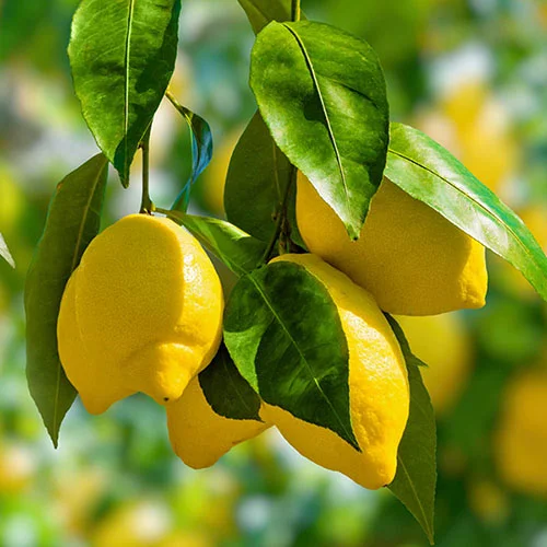 gardeningdirect2982630