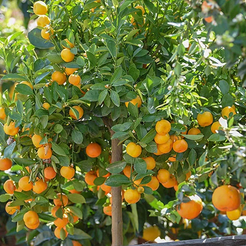 gardeningdirect2982651
