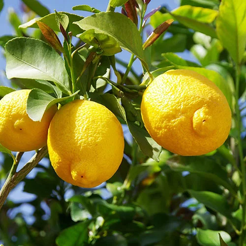 gardeningdirect2982695
