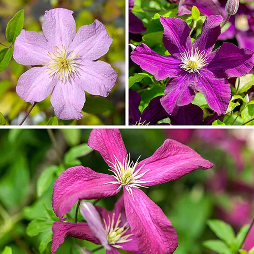 gardeningdirect2982798