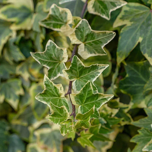 gardeningdirect2982860